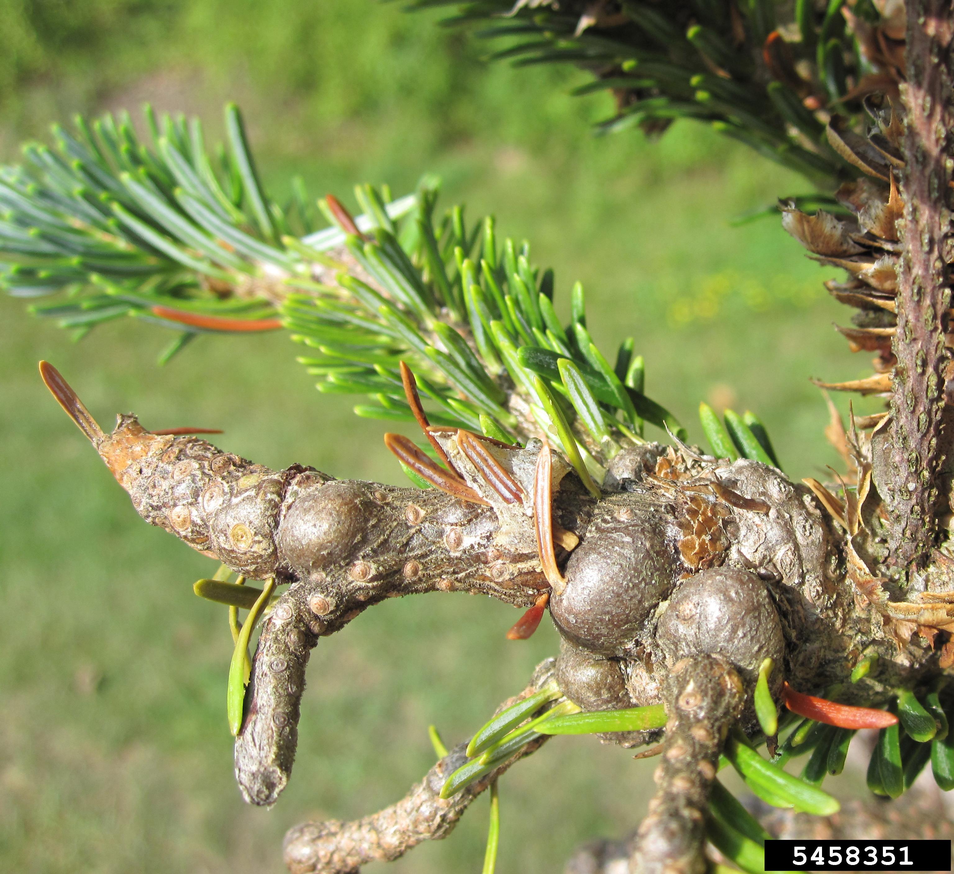 #0A Gouty twigs.jpg